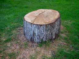 Best Storm Damage Tree Cleanup  in Westport, WA