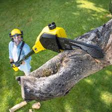 Lawn Renovation and Restoration in Westport, WA