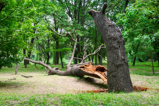 How Our Tree Care Process Works  in  Westport, WA