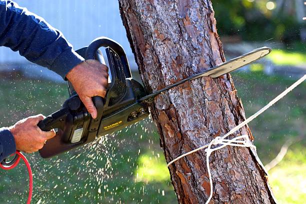 Best Weed Control  in Westport, WA