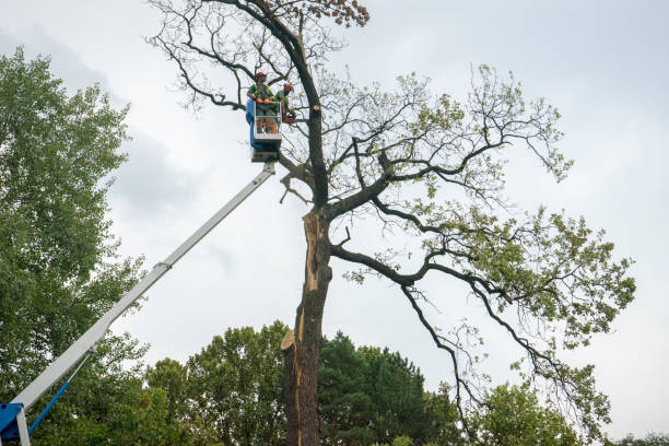 Best Commercial Tree Services  in Westport, WA