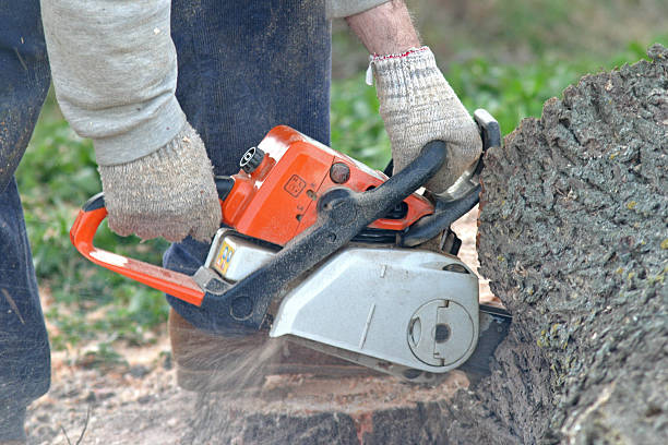 Best Tree Cabling and Bracing  in Westport, WA