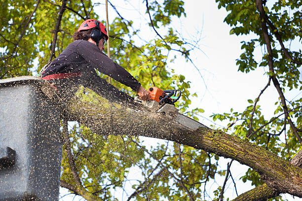 Trusted Westport, WA Tree Care Experts