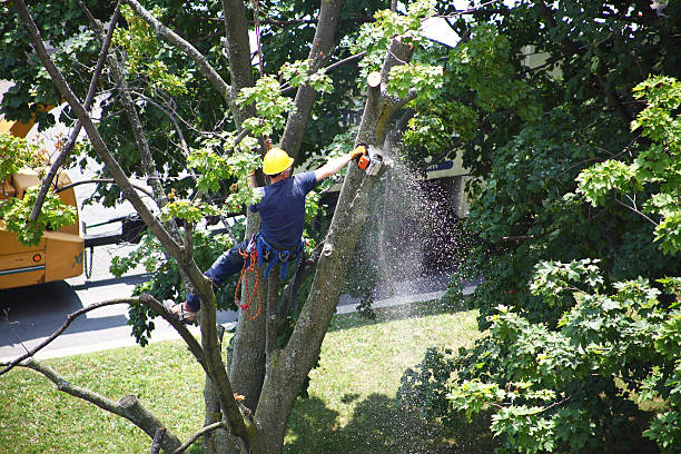 Best Tree Disease Treatment  in Westport, WA