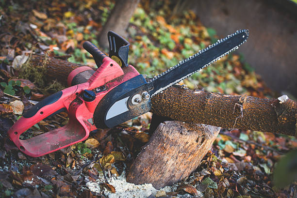 Best Tree Health Inspection  in Westport, WA