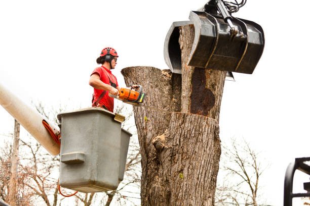 Best Emergency Tree Removal  in Westport, WA
